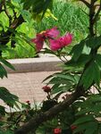 芍药