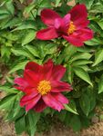 芍药 