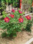 芍药 