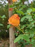 玫瑰花