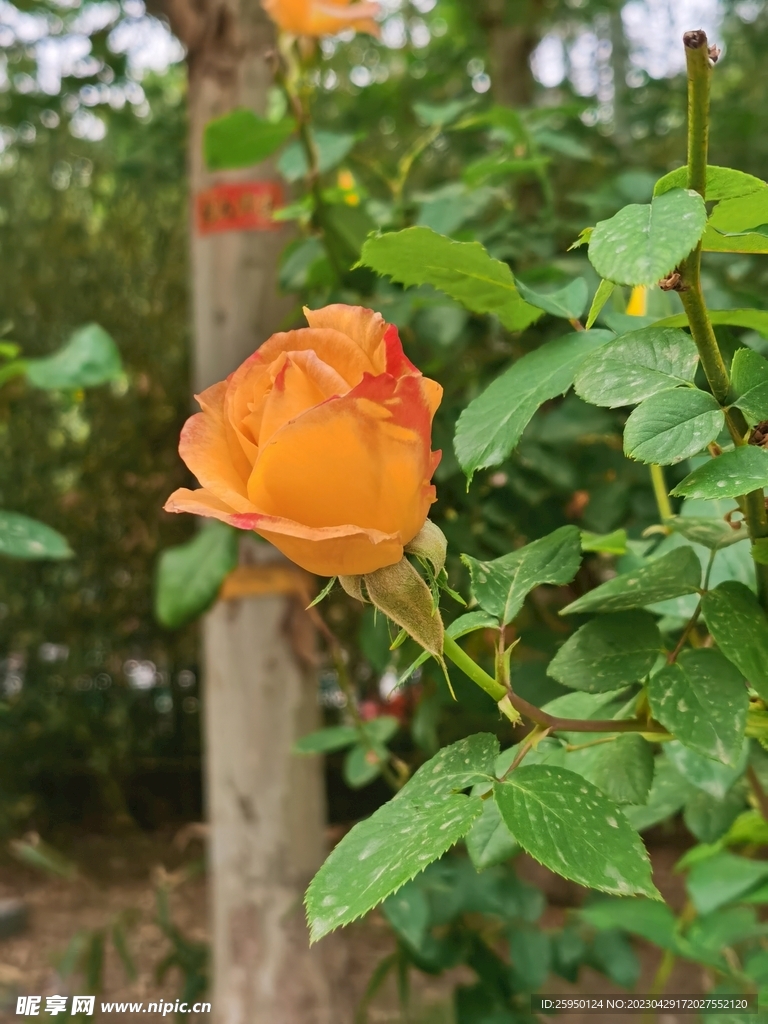 玫瑰花