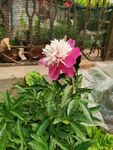 芍药