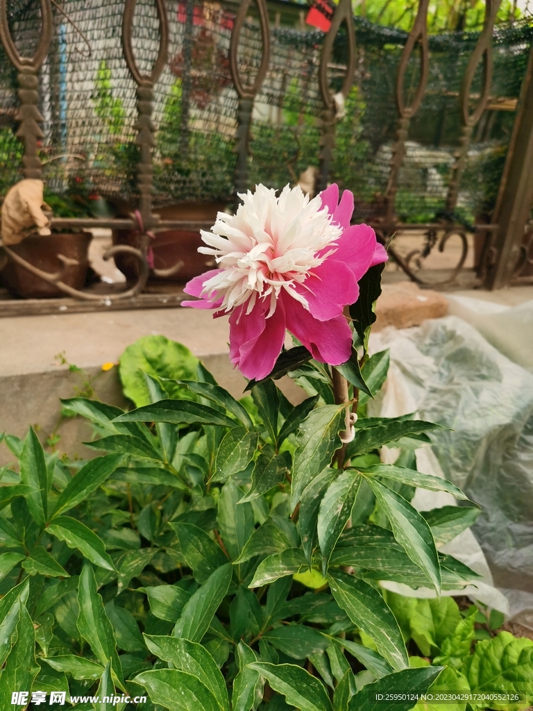 芍药