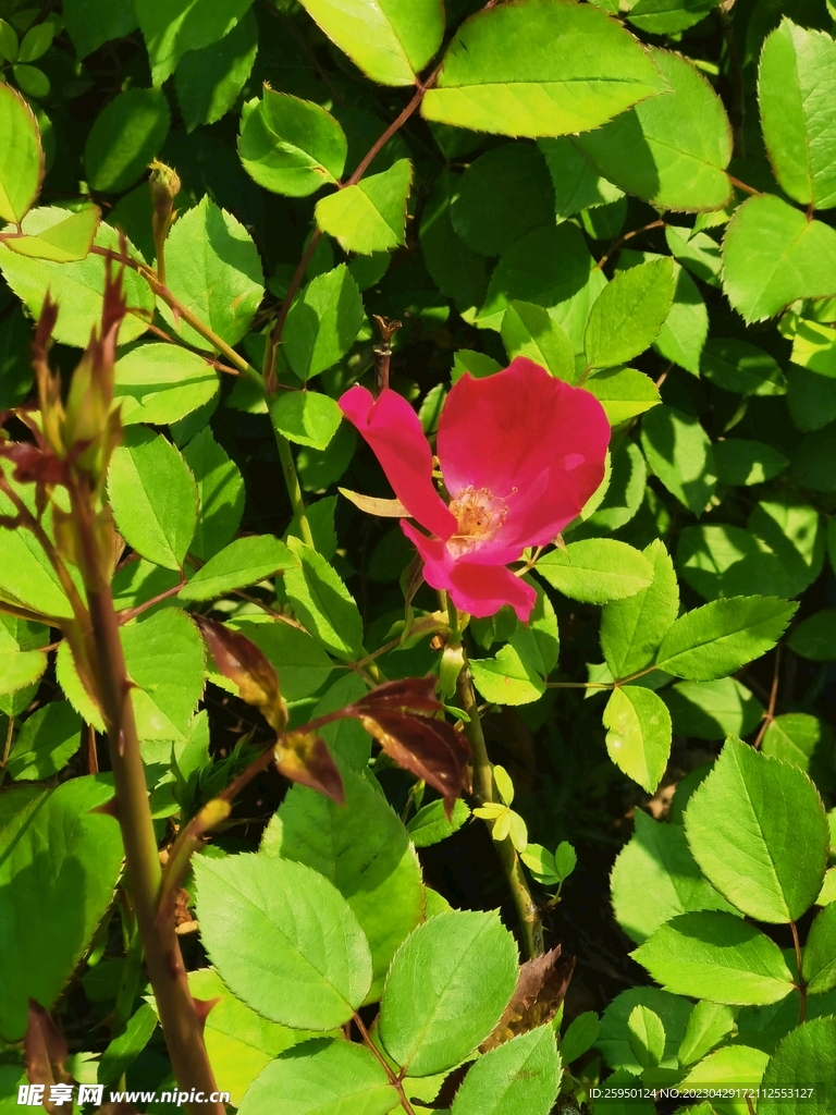 玫瑰花