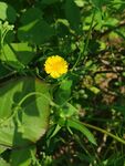 苦菜花