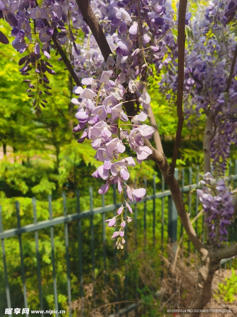 紫藤花
