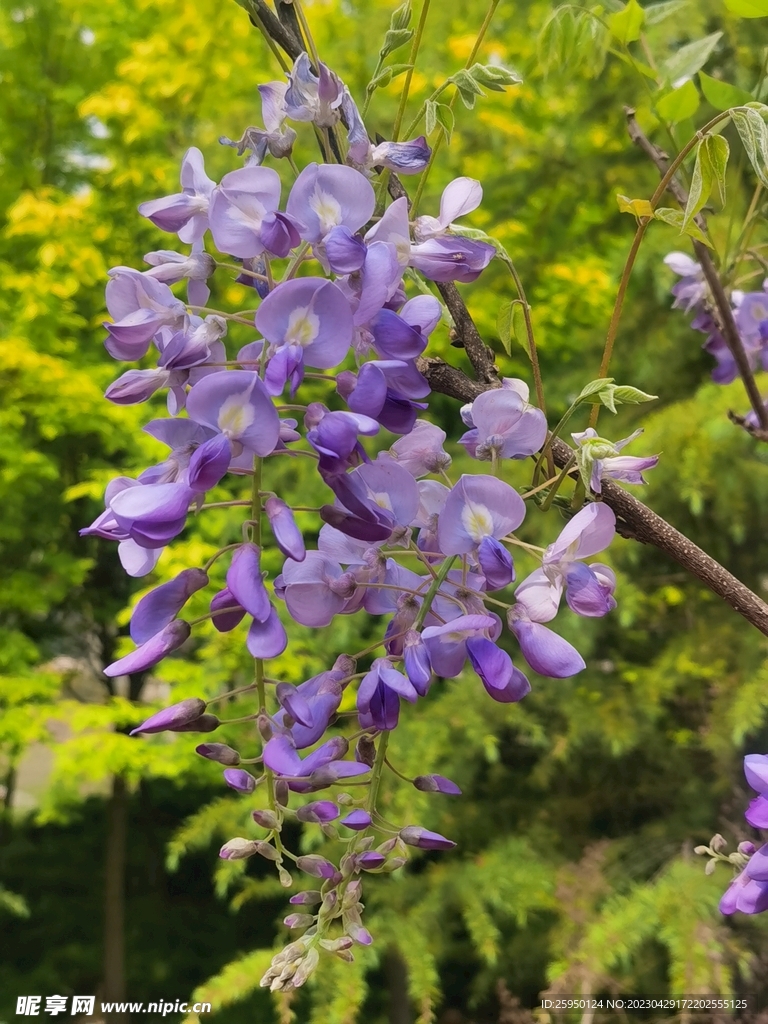 紫藤花