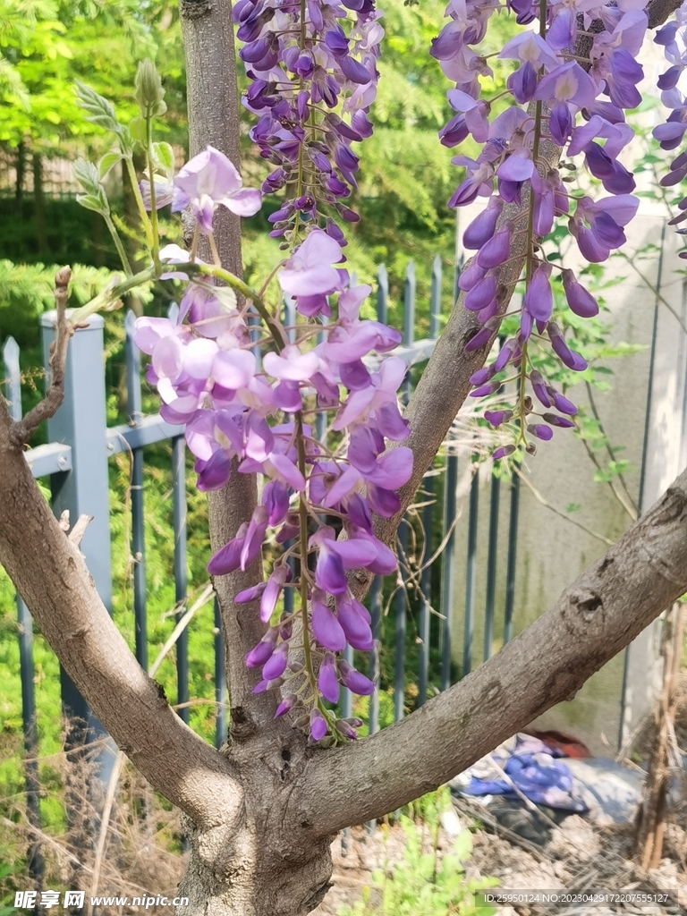 紫藤花