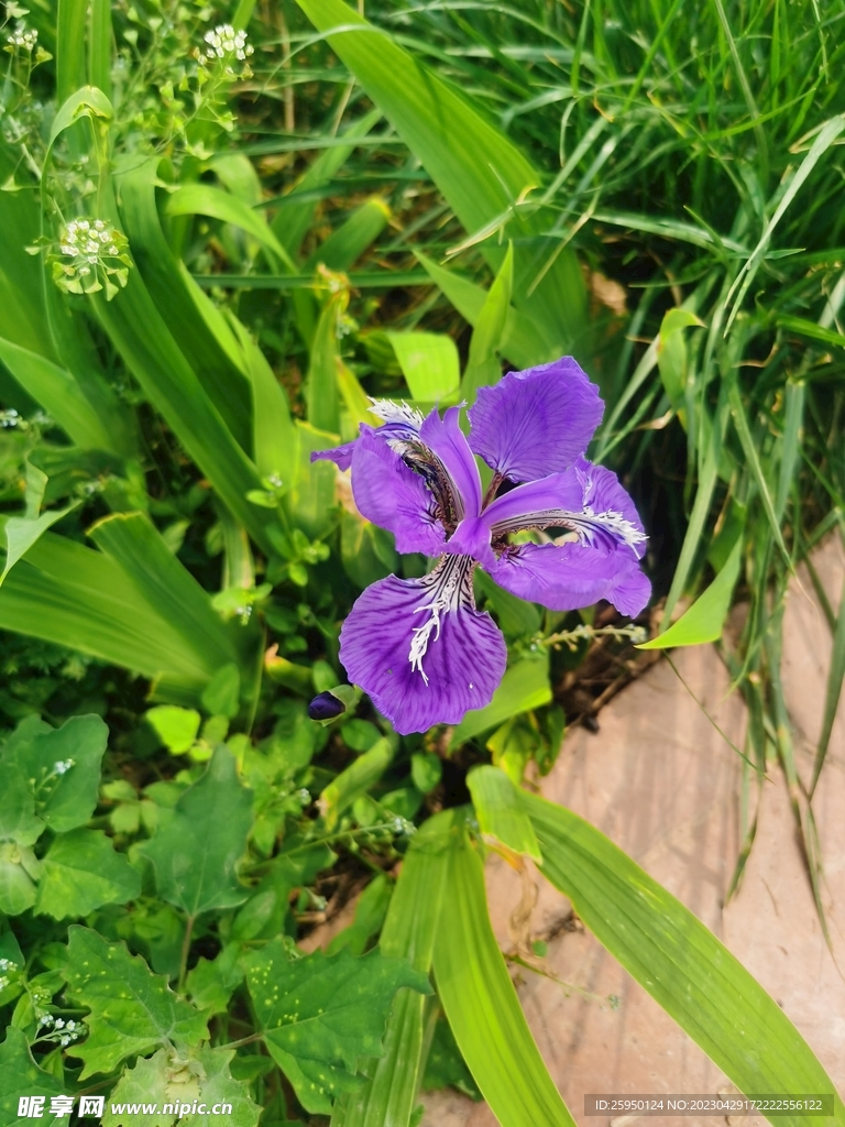 鸢尾花