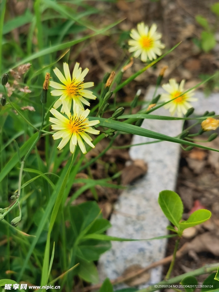 苦菜花