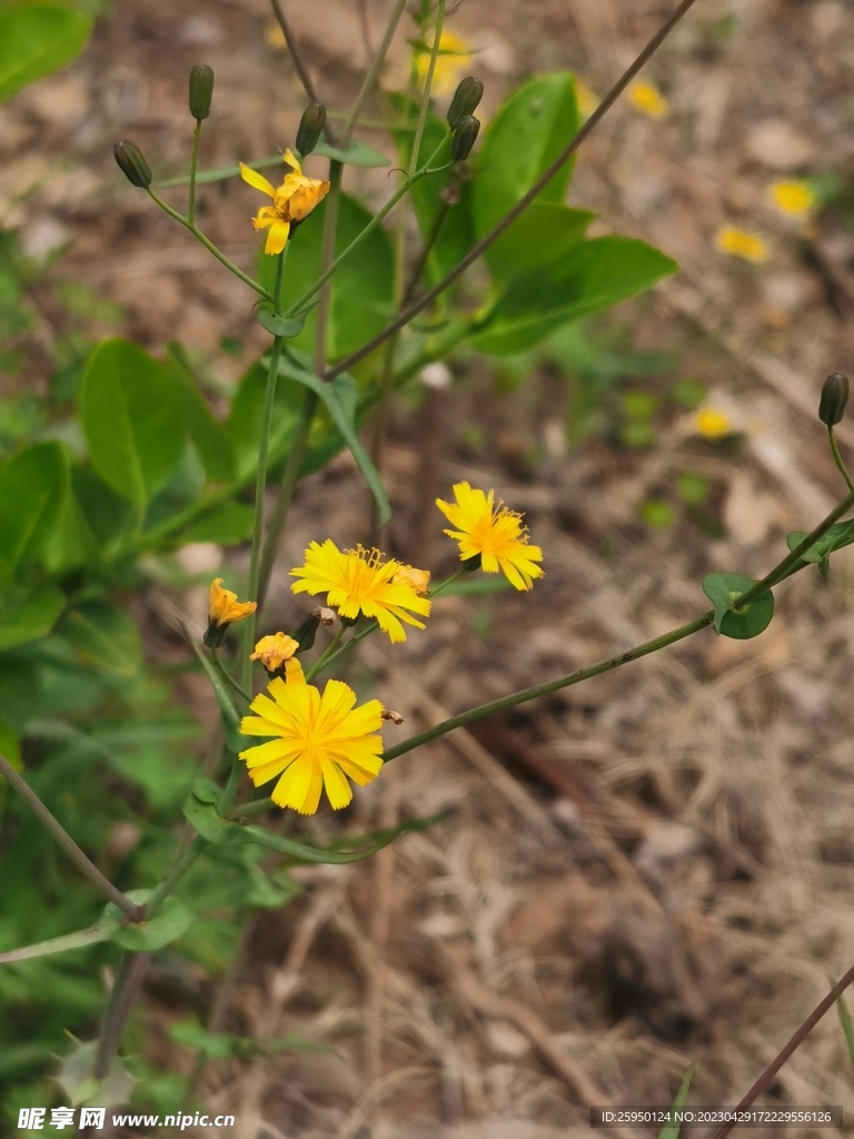 苦菜花