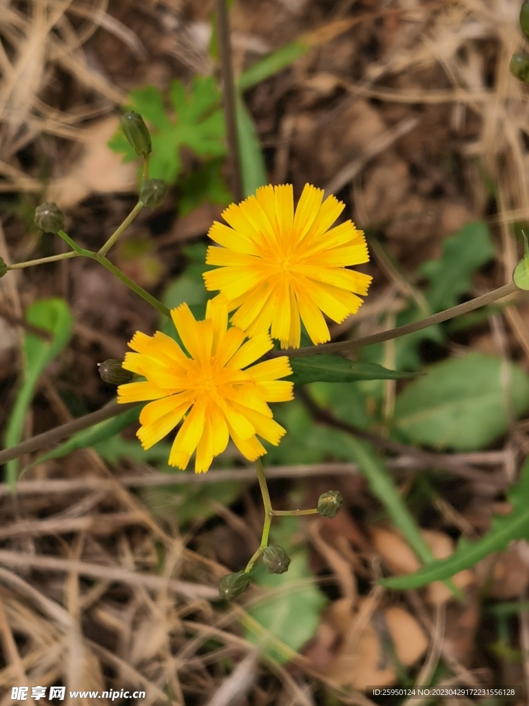 苦菜花