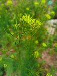 麦蒿花