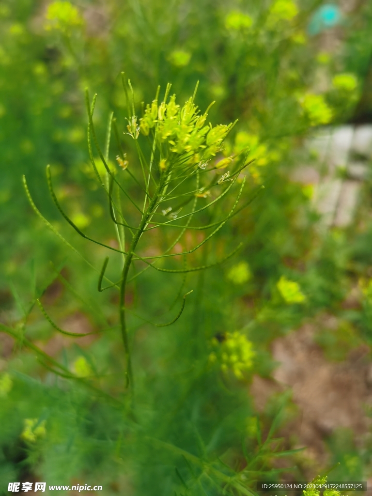 麦蒿花