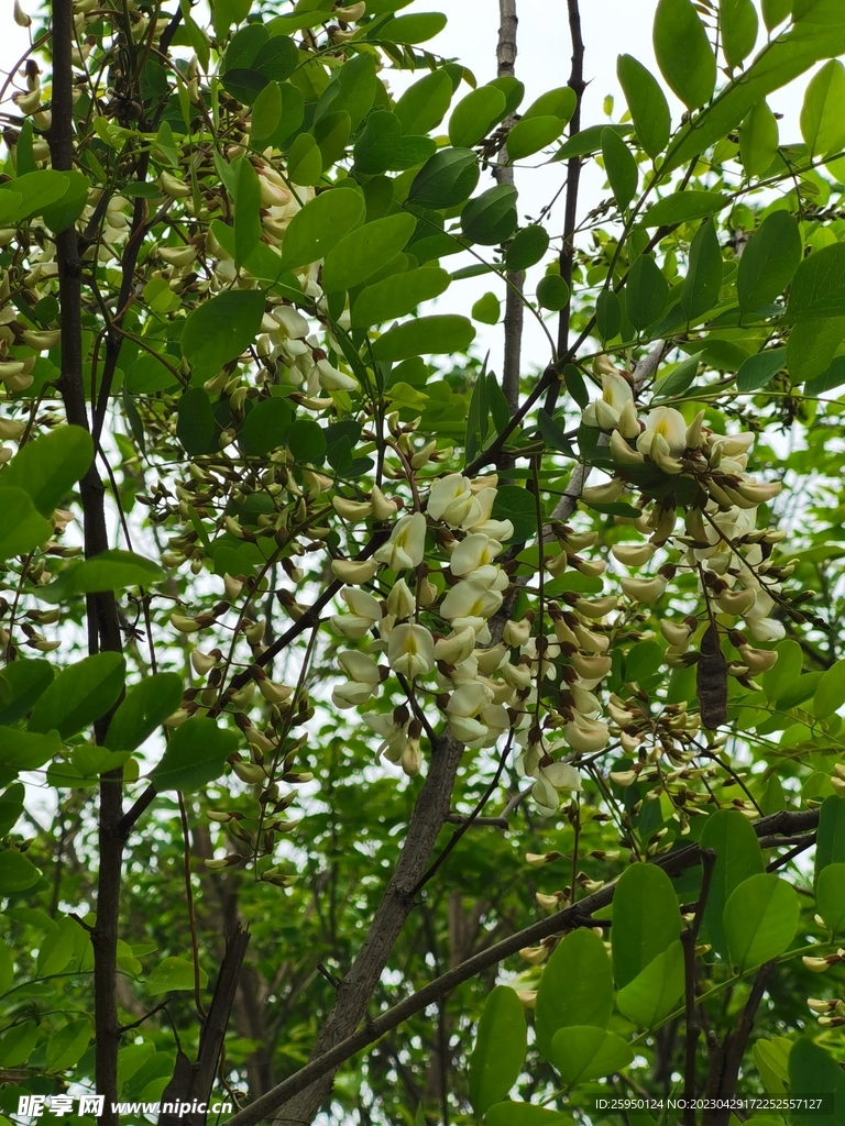 槐花