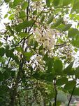 槐花 