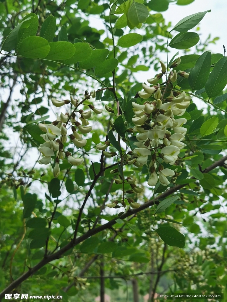 槐花