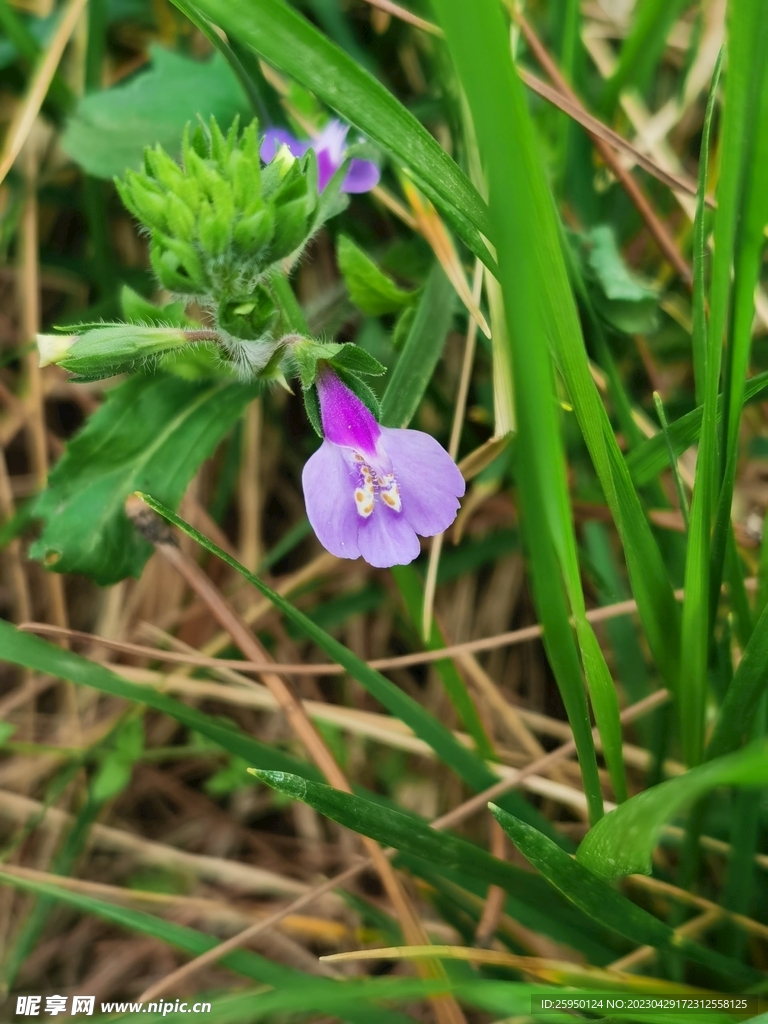 弹刀子菜