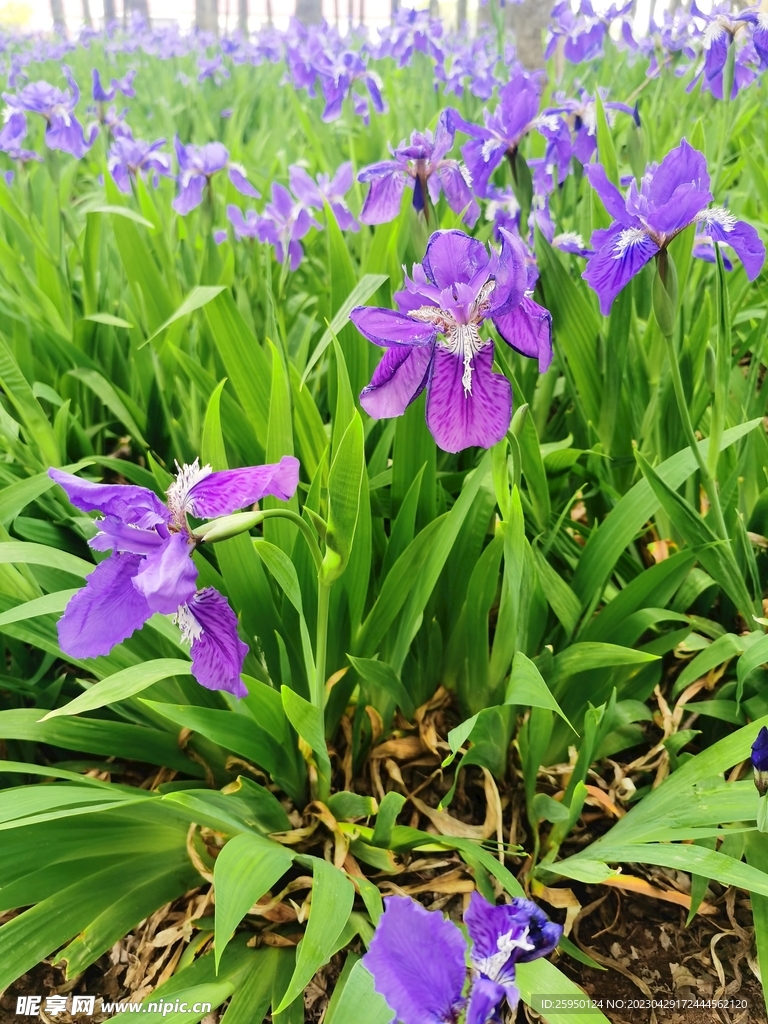 鸢尾花