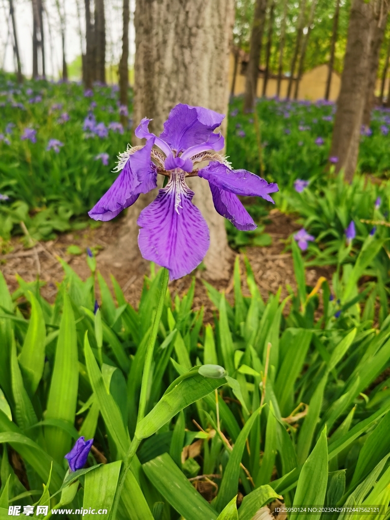 鸢尾花