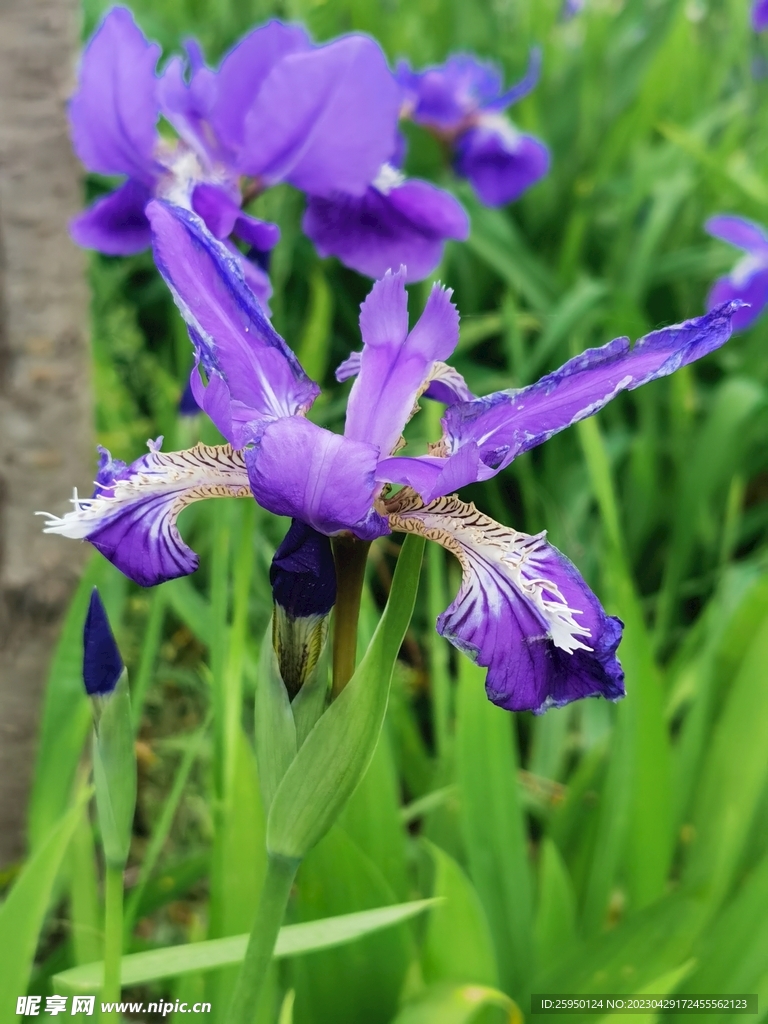 鸢尾花