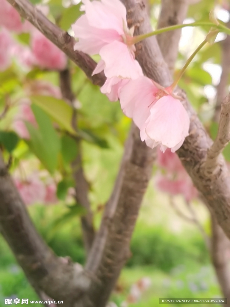 樱花