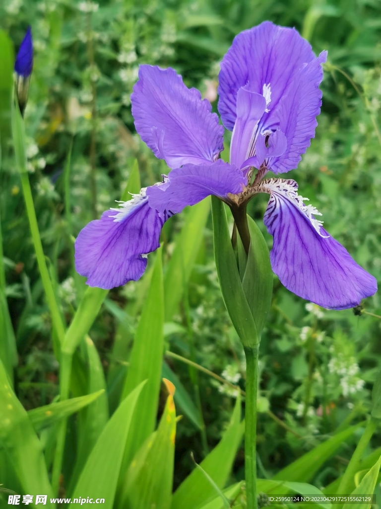 鸢尾花