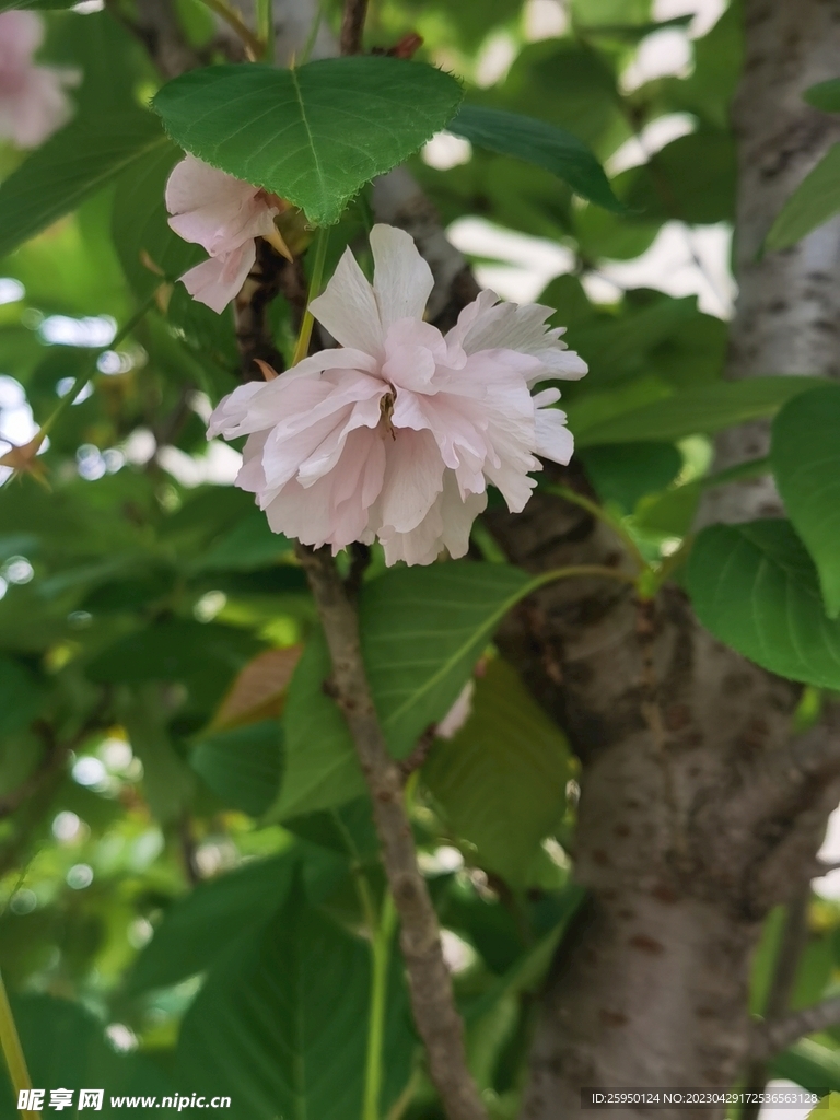 樱花