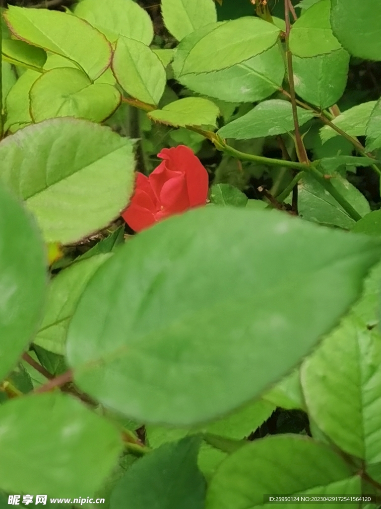 玫瑰花 