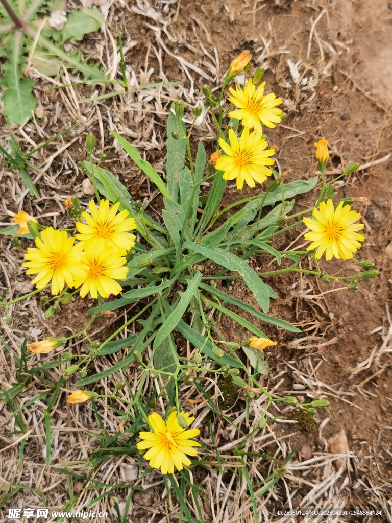 苦菜花