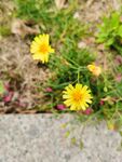 苦菜花