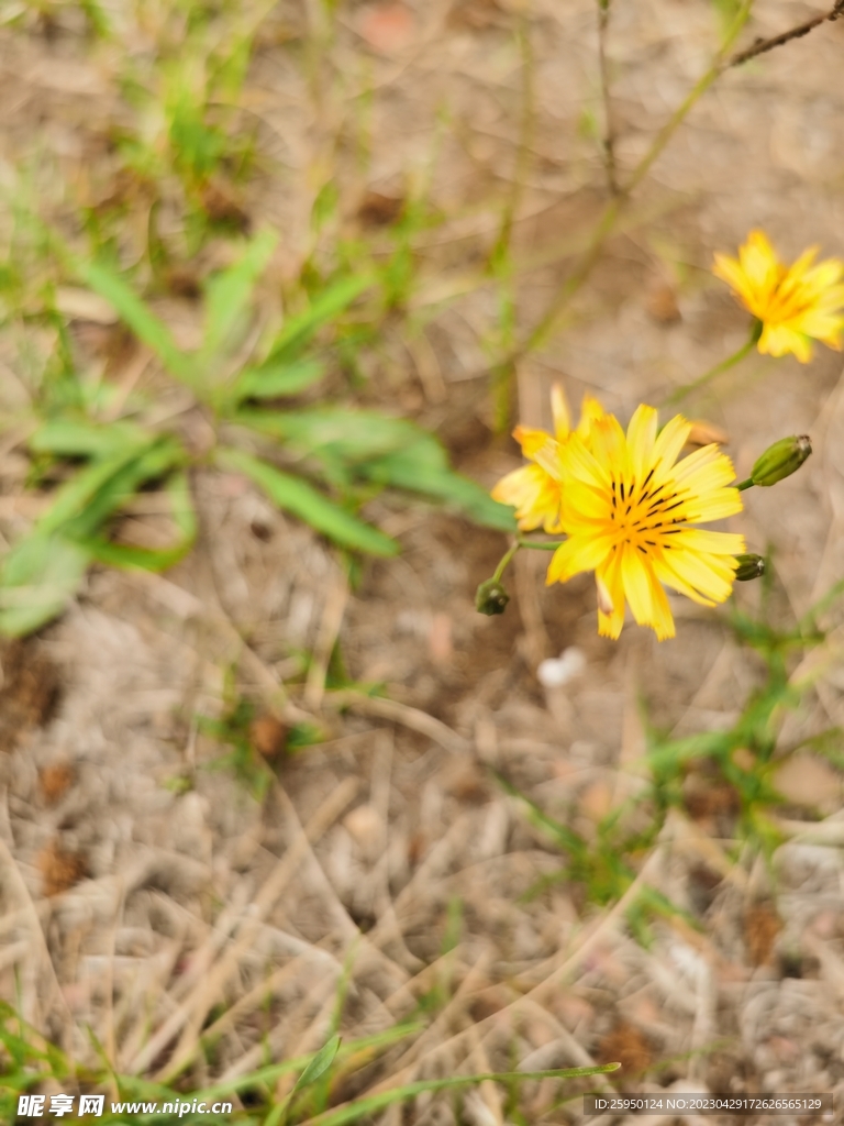 苦菜花