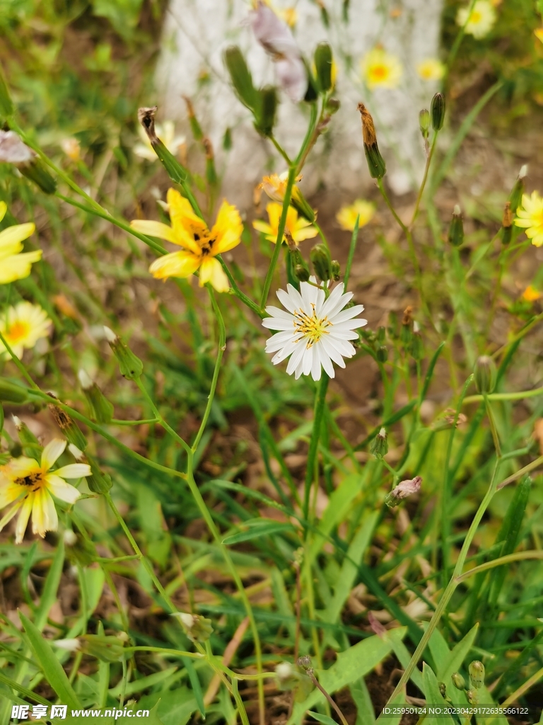 苦菜花