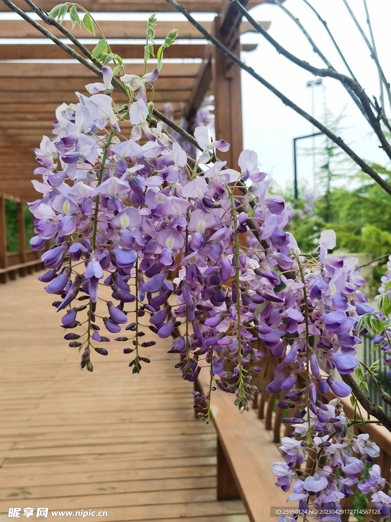 紫藤花