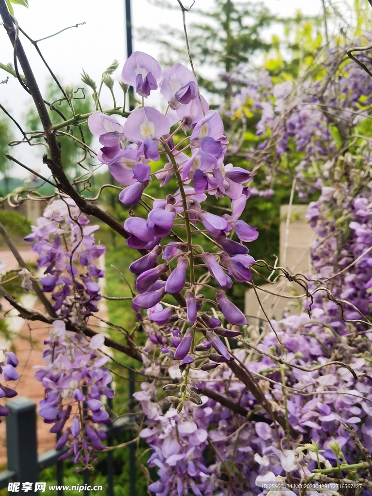 紫藤花