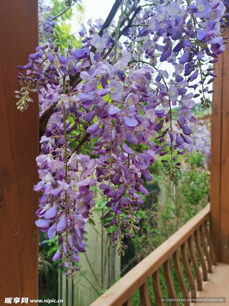 紫藤花
