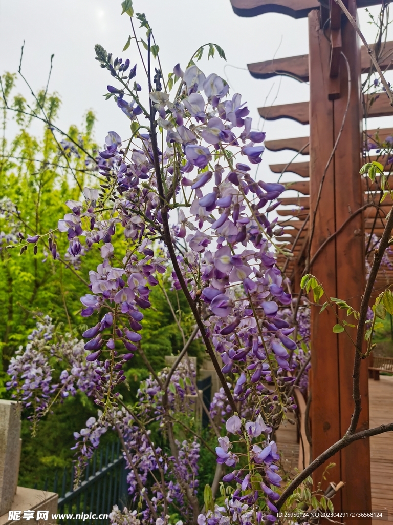 紫藤花