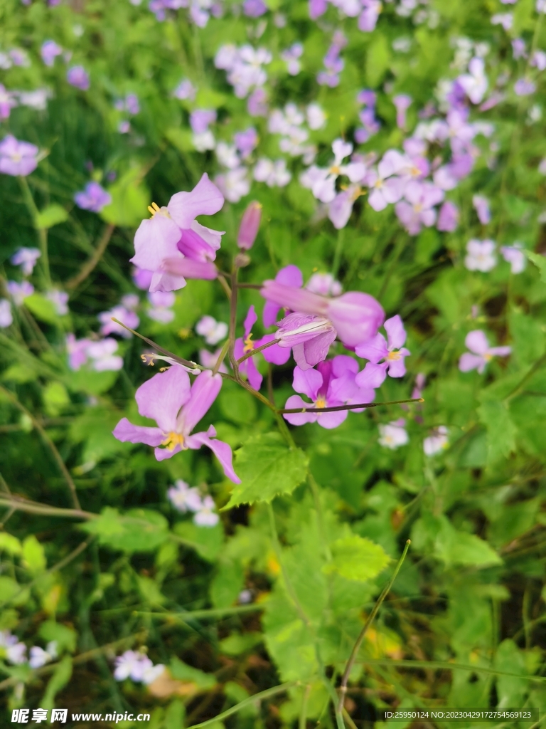 诸葛菜