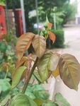 玫瑰花花苞