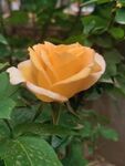 玫瑰花