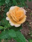 玫瑰花