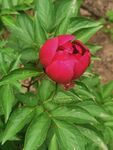 芍药