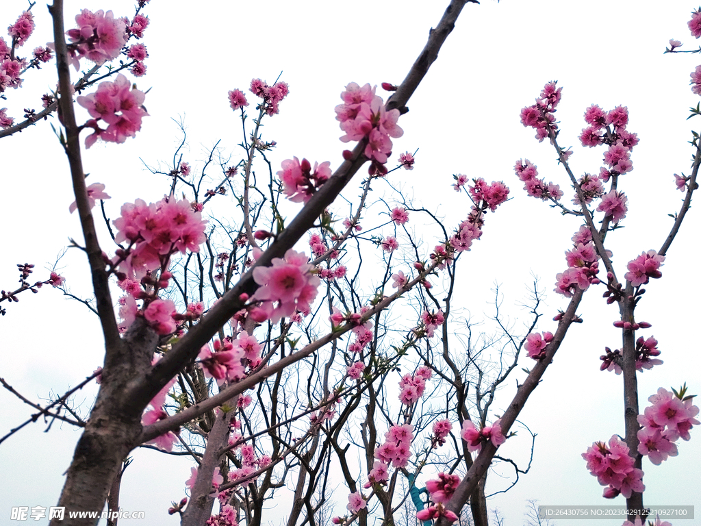 桃花枝头