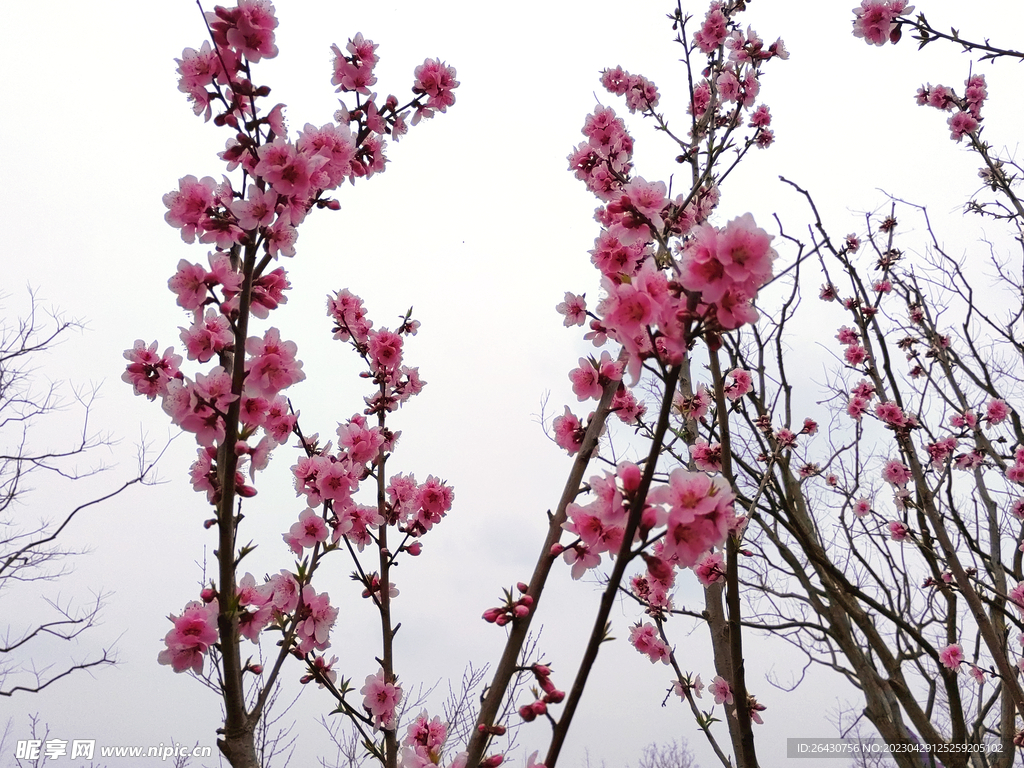 春天桃花开