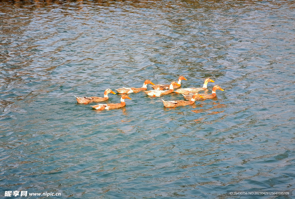 一群鸭子觅食
