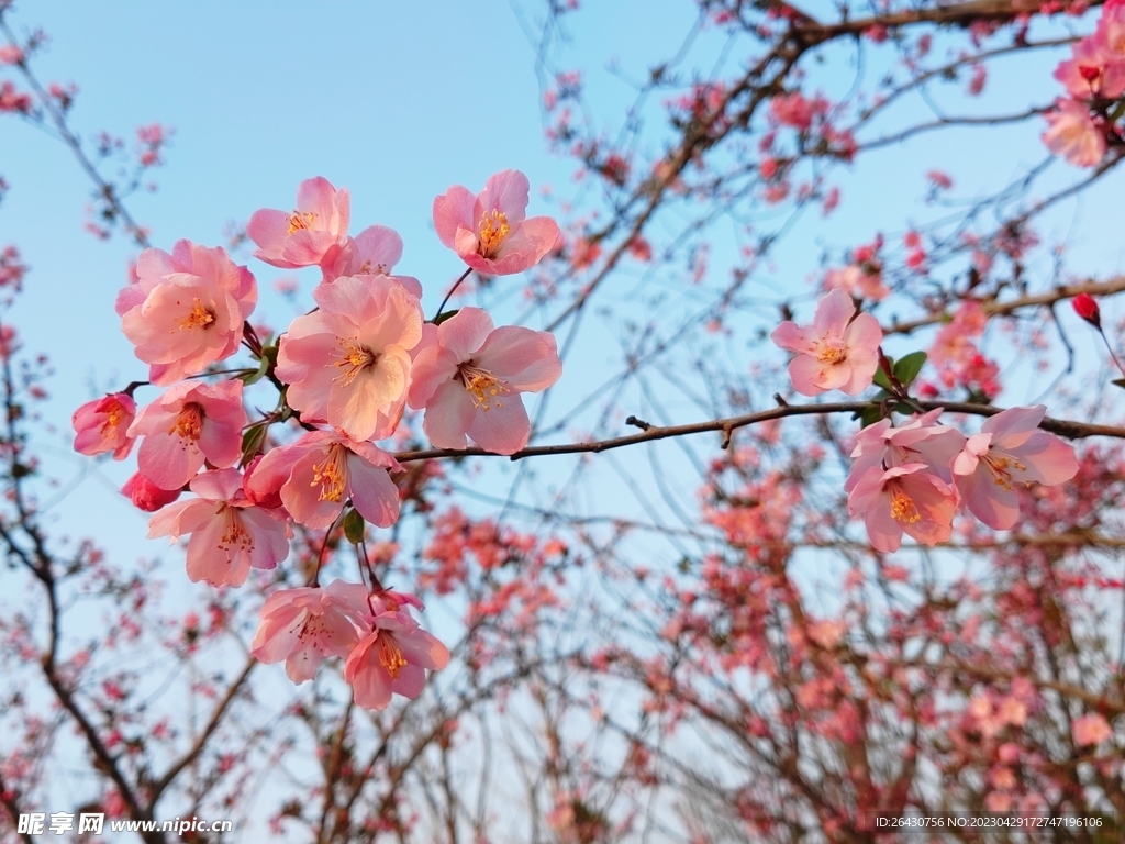 海棠花开了