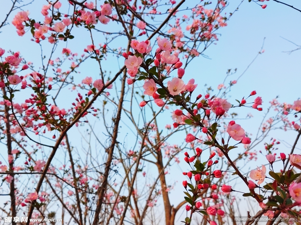 海棠花开