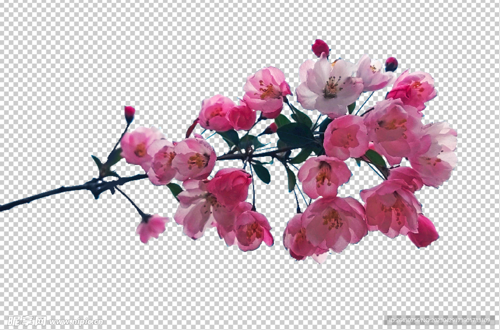 海棠花透明图