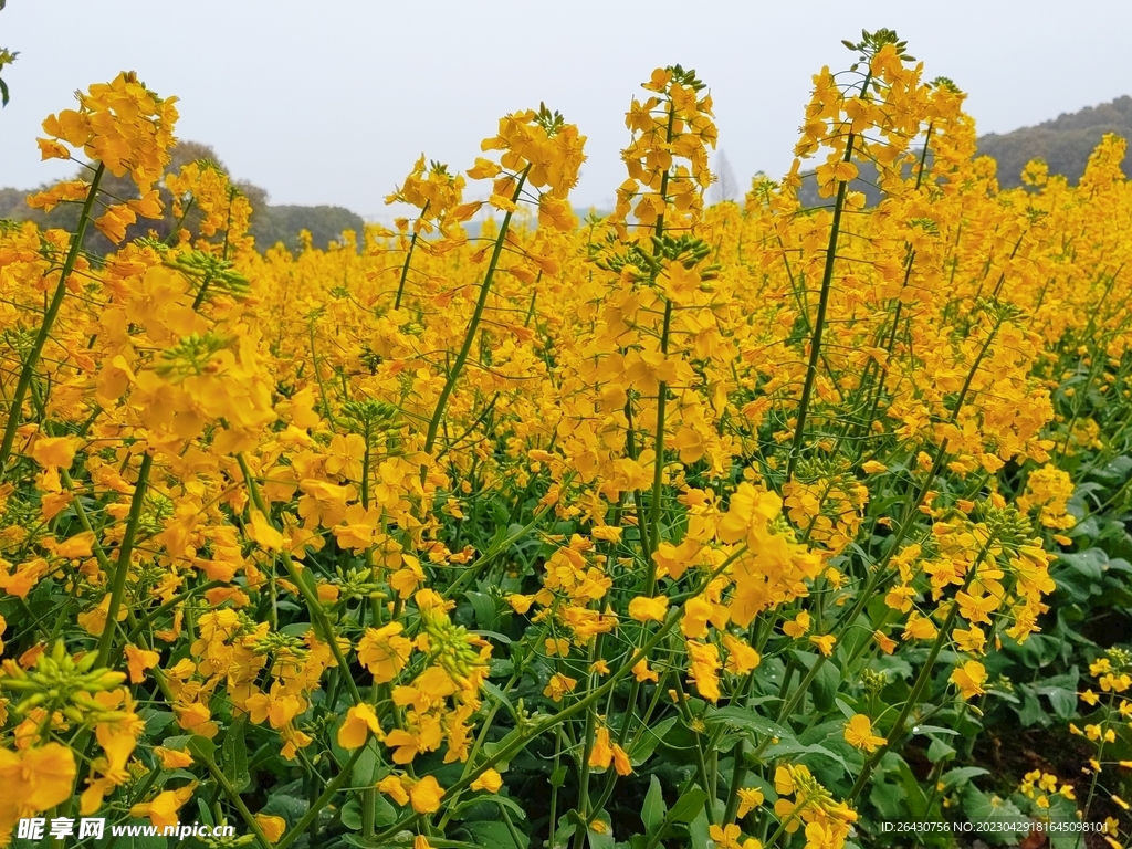 田园油菜花