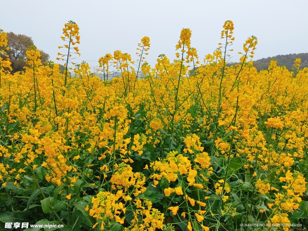 油菜花